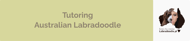 Banner - Tutoring Australian Labradoodle